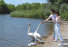 【写真】ウトナイ湖にて白鳥と触れ合う