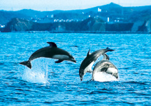 【写真】室蘭港噴火湾のイルカ