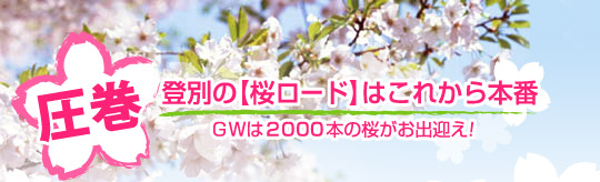 圧巻！登別の桜ロードはこれから本番！ゴールデンウィークは2000本の桜がお出迎え！
