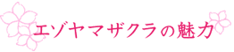 エゾヤマザクラの魅力