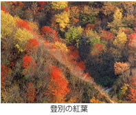 登別の紅葉