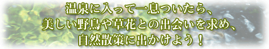 温泉に入って一息ついたら、美しい野鳥や草花との出会いを求め、自然散策に出かけよう！